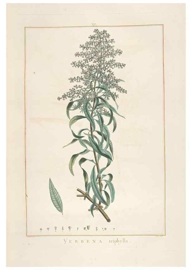 Reproducción/Reproduction 48826626676: Stirpes novae :. Parisiis :ex typographia Philippi-Dionysii Pierres,1784-85.. 