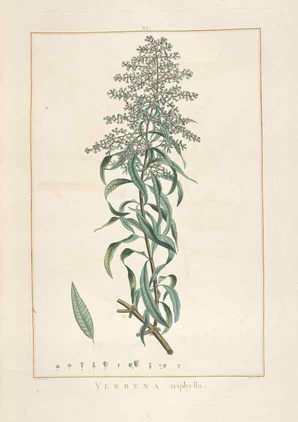 Reproducción/Reproduction 48826626676: Stirpes novae :. Parisiis :ex typographia Philippi-Dionysii Pierres,1784-85.. 