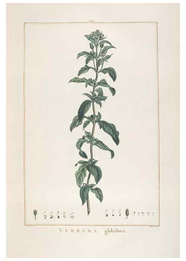 Reproducción/Reproduction 48826251113: Stirpes novae :. Parisiis :ex typographia Philippi-Dionysii Pierres,1784-85.. 