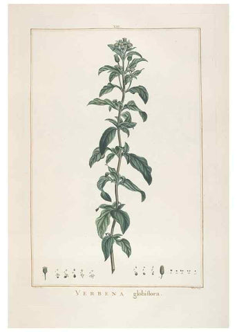 Reproducción/Reproduction 48826251113: Stirpes novae :. Parisiis :ex typographia Philippi-Dionysii Pierres,1784-85.. 