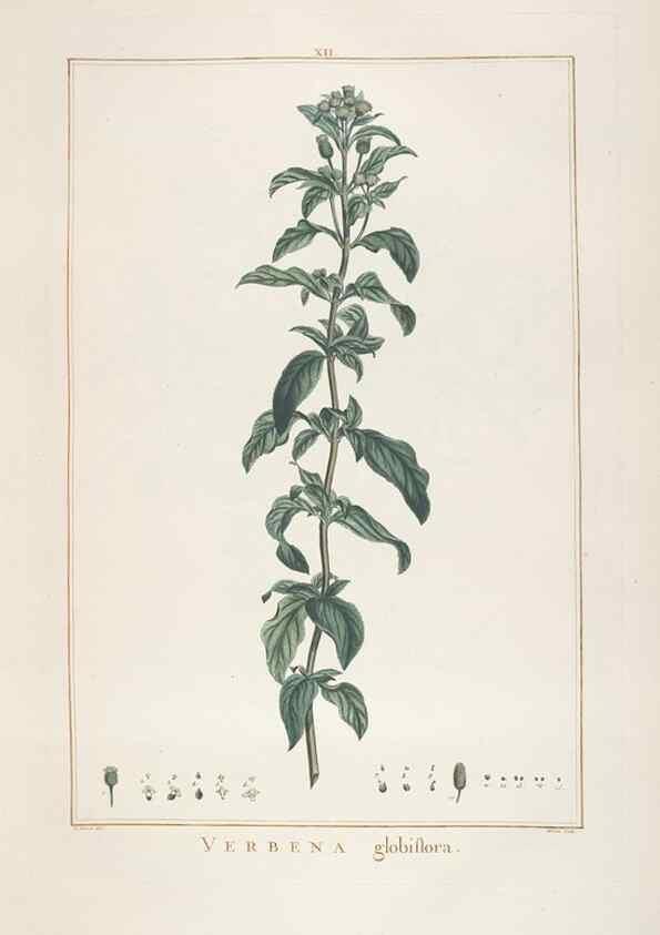 Reproducción/Reproduction 48826251113: Stirpes novae :. Parisiis :ex typographia Philippi-Dionysii Pierres,1784-85.. 