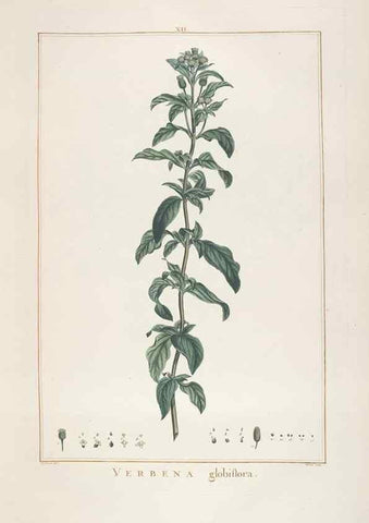 Reproducción/Reproduction 48826251113: Stirpes novae :. Parisiis :ex typographia Philippi-Dionysii Pierres,1784-85.. 