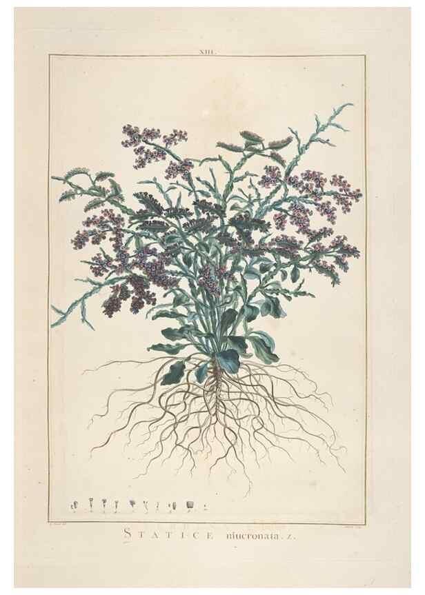 Reproducción/Reproduction 48826251583: Stirpes novae :. Parisiis :ex typographia Philippi-Dionysii Pierres,1784-85.. 
