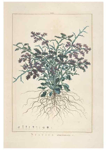 Reproducción/Reproduction 48826251583: Stirpes novae :. Parisiis :ex typographia Philippi-Dionysii Pierres,1784-85.. 