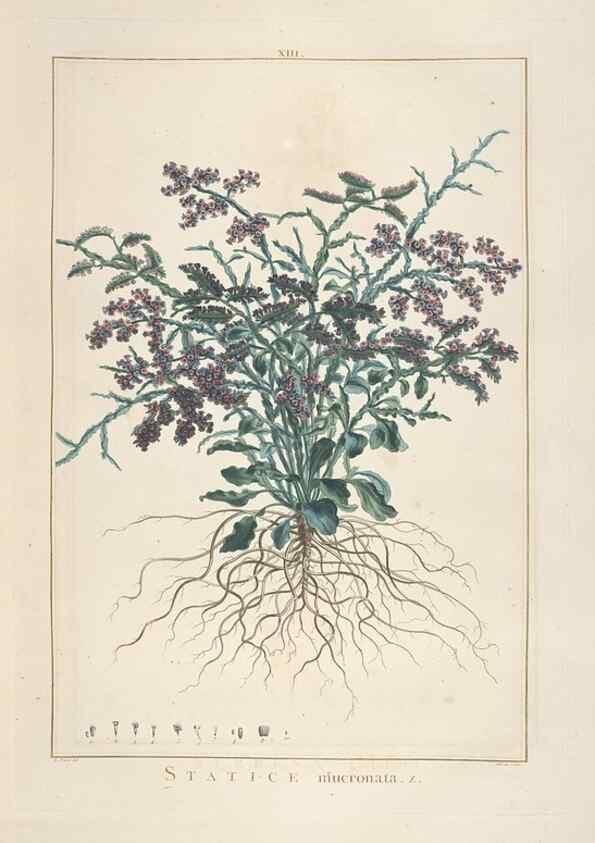 Reproducción/Reproduction 48826251583: Stirpes novae :. Parisiis :ex typographia Philippi-Dionysii Pierres,1784-85.. 