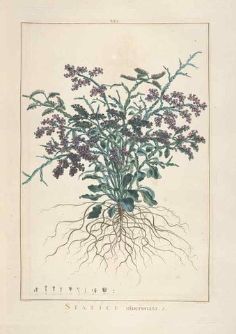 Reproducción/Reproduction 48826251583: Stirpes novae :. Parisiis :ex typographia Philippi-Dionysii Pierres,1784-85.. 