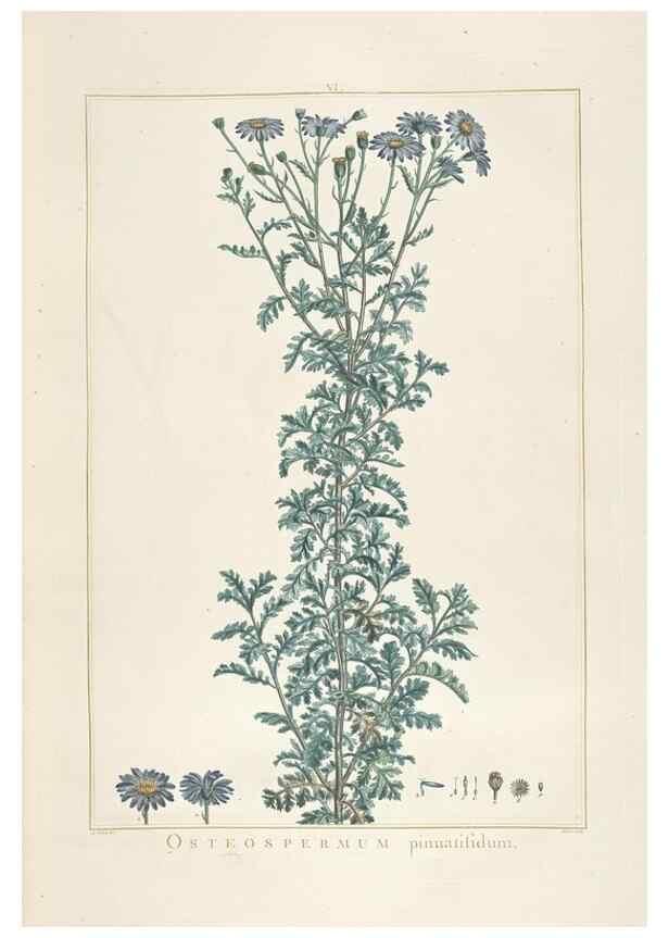 Reproducción/Reproduction 48826248183: Stirpes novae :. Parisiis :ex typographia Philippi-Dionysii Pierres,1784-85.. 