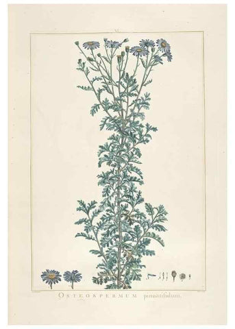 Reproducción/Reproduction 48826248183: Stirpes novae :. Parisiis :ex typographia Philippi-Dionysii Pierres,1784-85.. 
