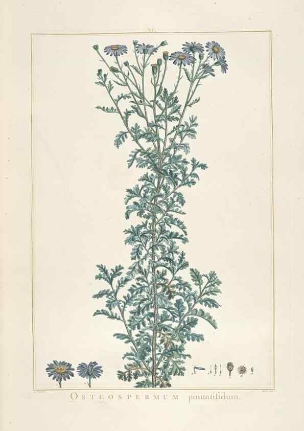 Reproducción/Reproduction 48826248183: Stirpes novae :. Parisiis :ex typographia Philippi-Dionysii Pierres,1784-85.. 