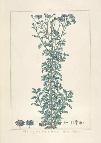Reproducción/Reproduction 48826248183: Stirpes novae :. Parisiis :ex typographia Philippi-Dionysii Pierres,1784-85.. 
