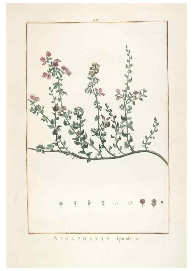 Reproducción/Reproduction 48826251928: Stirpes novae :. Parisiis :ex typographia Philippi-Dionysii Pierres,1784-85.. 