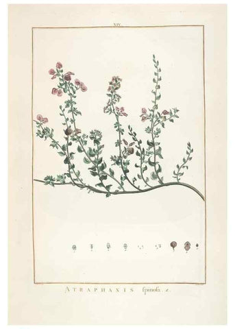 Reproducción/Reproduction 48826251928: Stirpes novae :. Parisiis :ex typographia Philippi-Dionysii Pierres,1784-85.. 