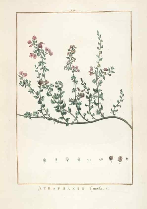 Reproducción/Reproduction 48826251928: Stirpes novae :. Parisiis :ex typographia Philippi-Dionysii Pierres,1784-85.. 