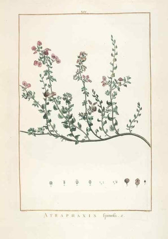 Reproducción/Reproduction 48826251928: Stirpes novae :. Parisiis :ex typographia Philippi-Dionysii Pierres,1784-85.. 