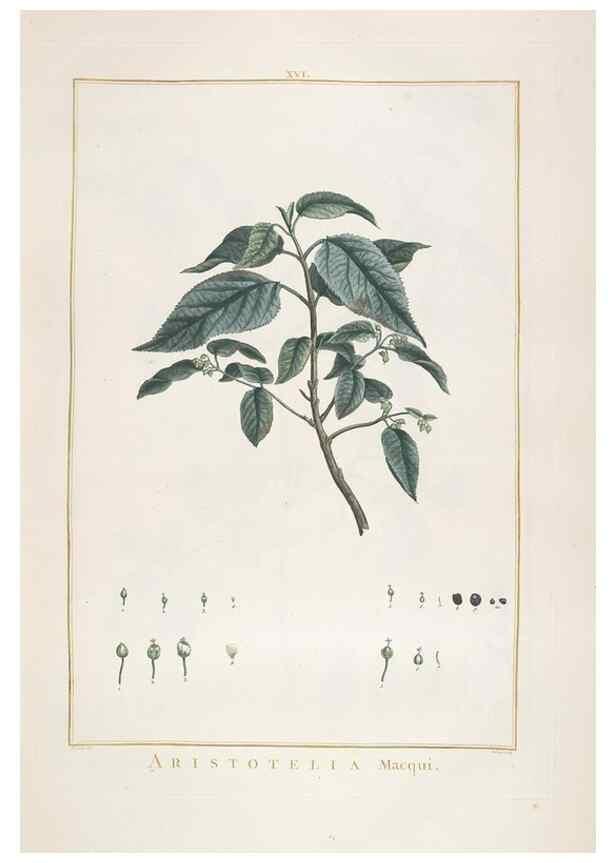 Reproducción/Reproduction 48826252673: Stirpes novae :. Parisiis :ex typographia Philippi-Dionysii Pierres,1784-85.. 