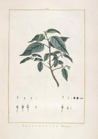 Reproducción/Reproduction 48826252673: Stirpes novae :. Parisiis :ex typographia Philippi-Dionysii Pierres,1784-85.. 