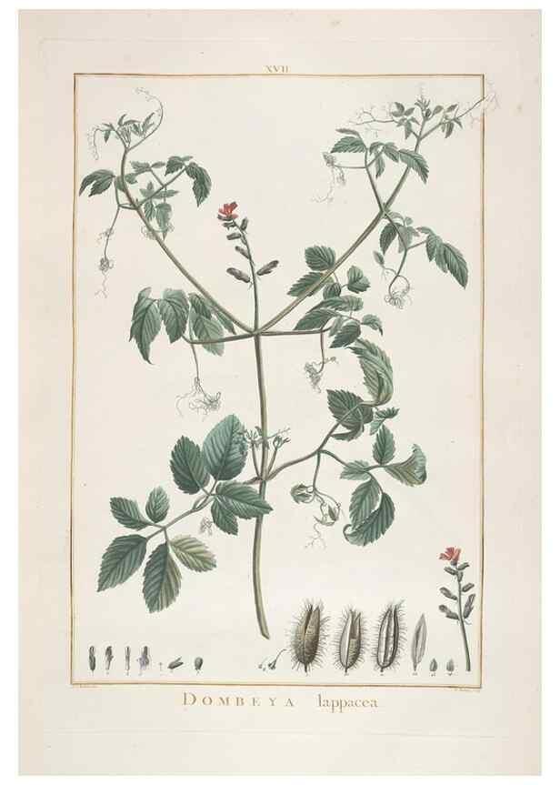 Reproducción/Reproduction 48826784822: Stirpes novae :. Parisiis :ex typographia Philippi-Dionysii Pierres,1784-85.. 