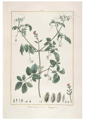 Reproducción/Reproduction 48826784822: Stirpes novae :. Parisiis :ex typographia Philippi-Dionysii Pierres,1784-85.. 