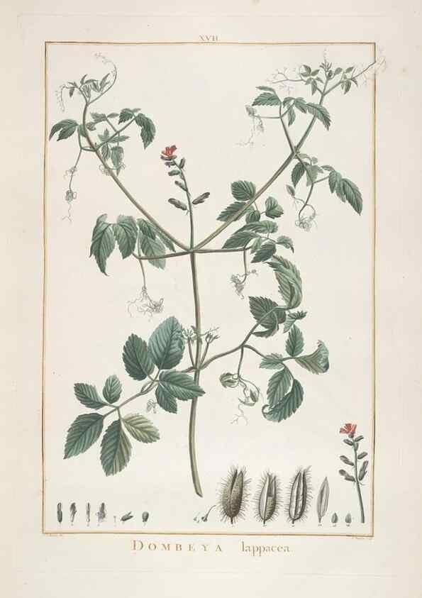 Reproducción/Reproduction 48826784822: Stirpes novae :. Parisiis :ex typographia Philippi-Dionysii Pierres,1784-85.. 