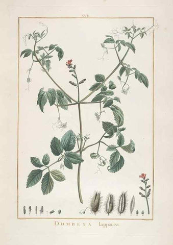 Reproducción/Reproduction 48826784822: Stirpes novae :. Parisiis :ex typographia Philippi-Dionysii Pierres,1784-85.. 