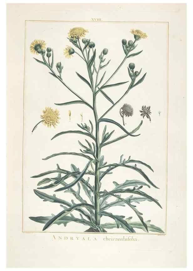 Reproducción/Reproduction 48826629436: Stirpes novae :. Parisiis :ex typographia Philippi-Dionysii Pierres,1784-85.. 
