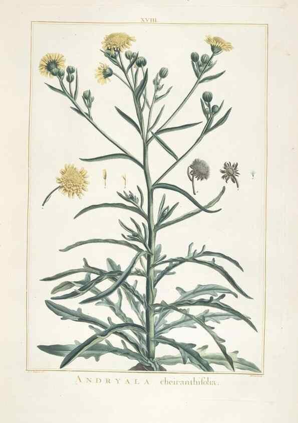 Reproducción/Reproduction 48826629436: Stirpes novae :. Parisiis :ex typographia Philippi-Dionysii Pierres,1784-85.. 