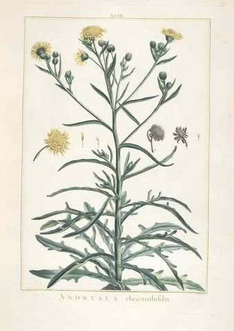Reproducción/Reproduction 48826629436: Stirpes novae :. Parisiis :ex typographia Philippi-Dionysii Pierres,1784-85.. 