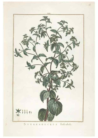 Reproducción/Reproduction 48826629786: Stirpes novae :. Parisiis :ex typographia Philippi-Dionysii Pierres,1784-85.. 