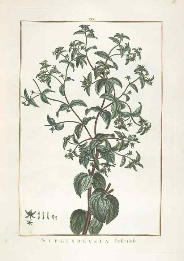 Reproducción/Reproduction 48826629786: Stirpes novae :. Parisiis :ex typographia Philippi-Dionysii Pierres,1784-85.. 
