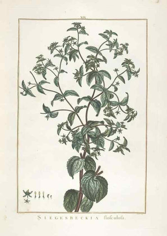 Reproducción/Reproduction 48826629786: Stirpes novae :. Parisiis :ex typographia Philippi-Dionysii Pierres,1784-85.. 