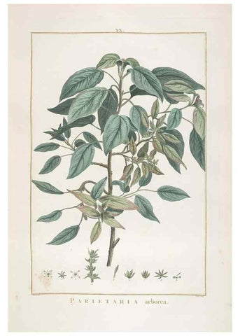 Reproducción/Reproduction 48826630131: Stirpes novae :. Parisiis :ex typographia Philippi-Dionysii Pierres,1784-85.. 