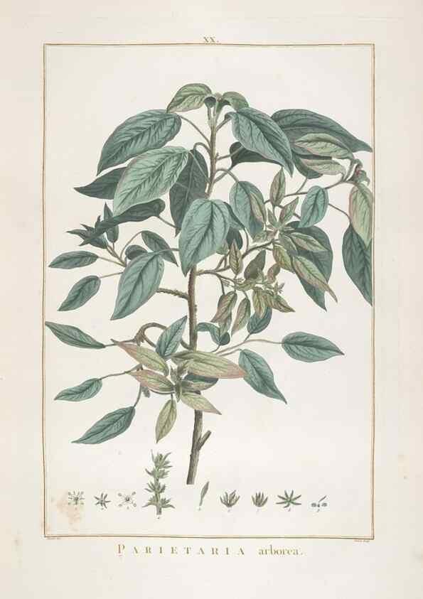 Reproducción/Reproduction 48826630131: Stirpes novae :. Parisiis :ex typographia Philippi-Dionysii Pierres,1784-85.. 