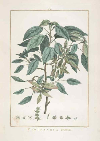 Reproducción/Reproduction 48826630131: Stirpes novae :. Parisiis :ex typographia Philippi-Dionysii Pierres,1784-85.. 