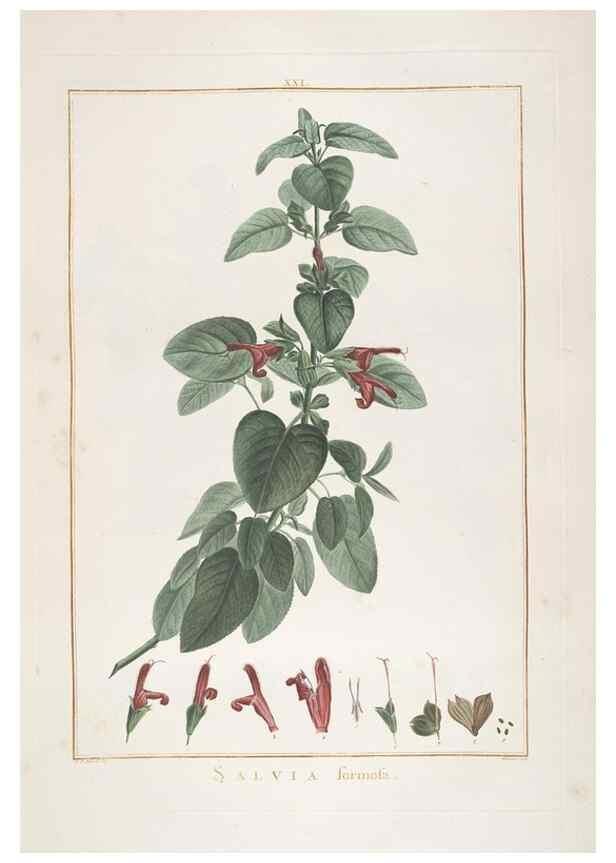 Reproducción/Reproduction 48826254723: Stirpes novae :. Parisiis :ex typographia Philippi-Dionysii Pierres,1784-85.. 