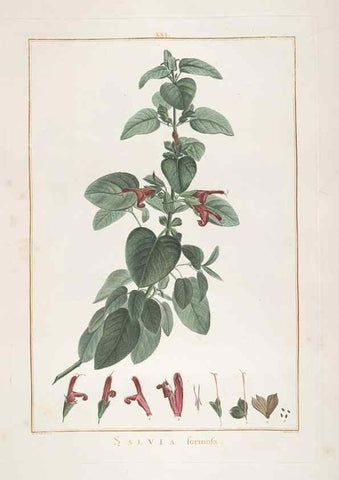 Reproducción/Reproduction 48826254723: Stirpes novae :. Parisiis :ex typographia Philippi-Dionysii Pierres,1784-85.. 