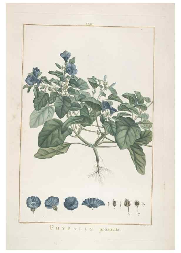 Reproducción/Reproduction 48826255038: Stirpes novae :. Parisiis :ex typographia Philippi-Dionysii Pierres,1784-85.. 