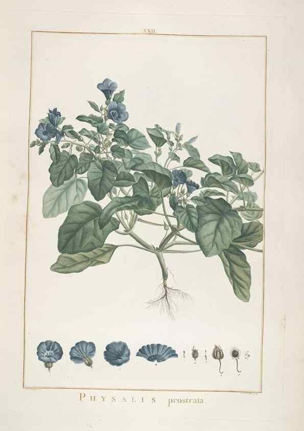 Reproducción/Reproduction 48826255038: Stirpes novae :. Parisiis :ex typographia Philippi-Dionysii Pierres,1784-85.. 