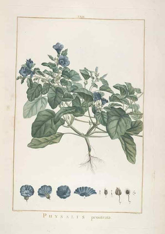 Reproducción/Reproduction 48826255038: Stirpes novae :. Parisiis :ex typographia Philippi-Dionysii Pierres,1784-85.. 