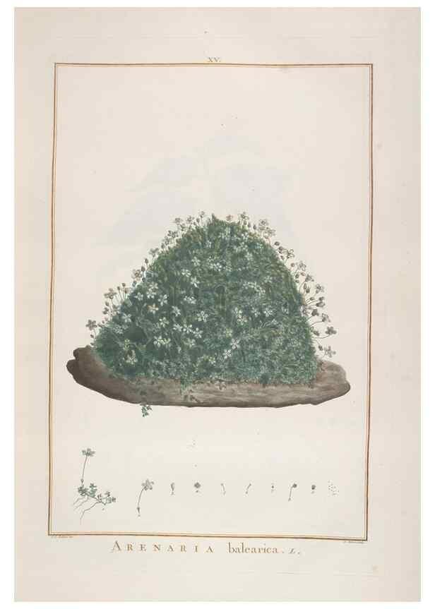 Reproducción/Reproduction 48826783932: Stirpes novae :. Parisiis :ex typographia Philippi-Dionysii Pierres,1784-85.. 