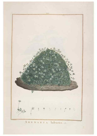 Reproducción/Reproduction 48826783932: Stirpes novae :. Parisiis :ex typographia Philippi-Dionysii Pierres,1784-85.. 