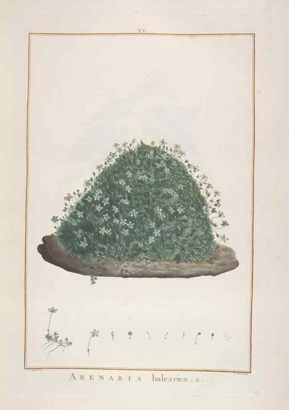 Reproducción/Reproduction 48826783932: Stirpes novae :. Parisiis :ex typographia Philippi-Dionysii Pierres,1784-85.. 