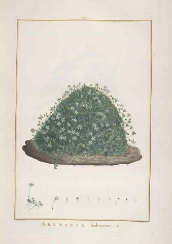 Reproducción/Reproduction 48826783932: Stirpes novae :. Parisiis :ex typographia Philippi-Dionysii Pierres,1784-85.. 