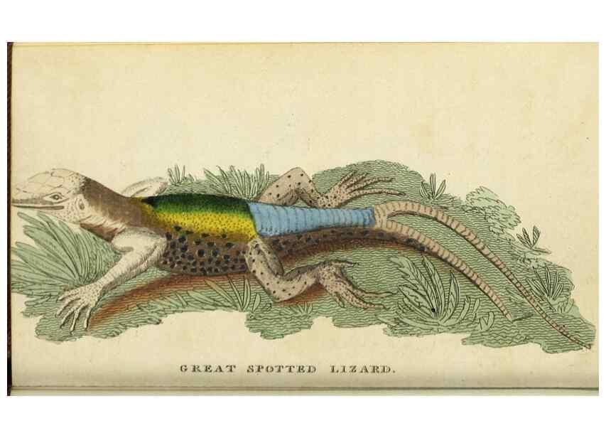Reproducción/Reproduction 48794244518: The Naturalist's Pocket Magazine or compleat cabinet of the curiosities and beauties of nature.. London.. 