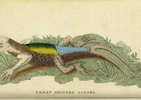Reproducción/Reproduction 48794244518: The Naturalist's Pocket Magazine or compleat cabinet of the curiosities and beauties of nature.. London.. 