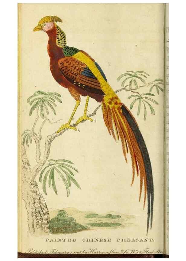 Reproducción/Reproduction 48794605146: The Naturalist's Pocket Magazine or compleat cabinet of the curiosities and beauties of nature.. London.. 