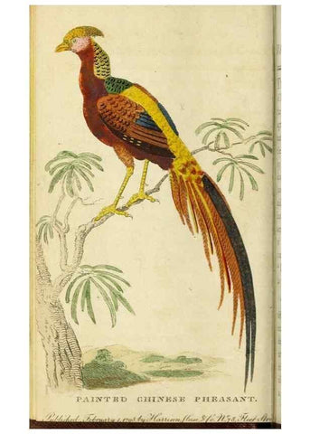 Reproducción/Reproduction 48794605146: The Naturalist's Pocket Magazine or compleat cabinet of the curiosities and beauties of nature.. London.. 
