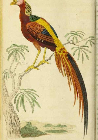Reproducción/Reproduction 48794605146: The Naturalist's Pocket Magazine or compleat cabinet of the curiosities and beauties of nature.. London.. 
