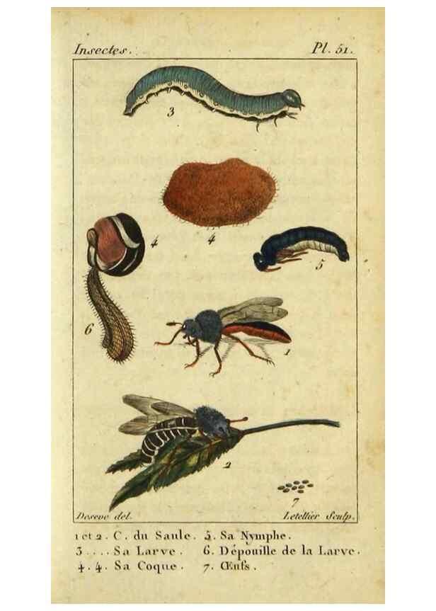 Reproducción/Reproduction 48793158142: Histoire naturelle des insectes, composée d'après Réamur, Geoffroy, Degéer, Roesel, Linné, Fabricius, et les meilleurs ouvrages qui ont paru sur cette partie;. Paris,Roret,1828.. 