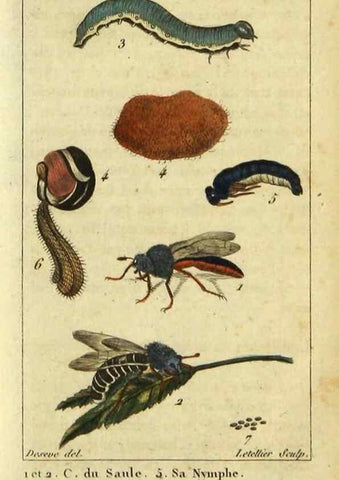 Reproducción/Reproduction 48793158142: Histoire naturelle des insectes, composée d'après Réamur, Geoffroy, Degéer, Roesel, Linné, Fabricius, et les meilleurs ouvrages qui ont paru sur cette partie;. Paris,Roret,1828.. 
