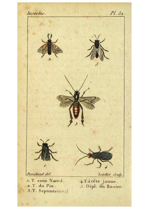 Reproducción/Reproduction 48792650773: Histoire naturelle des insectes, composée d'après Réamur, Geoffroy, Degéer, Roesel, Linné, Fabricius, et les meilleurs ouvrages qui ont paru sur cette partie;. Paris,Roret,1828.. 